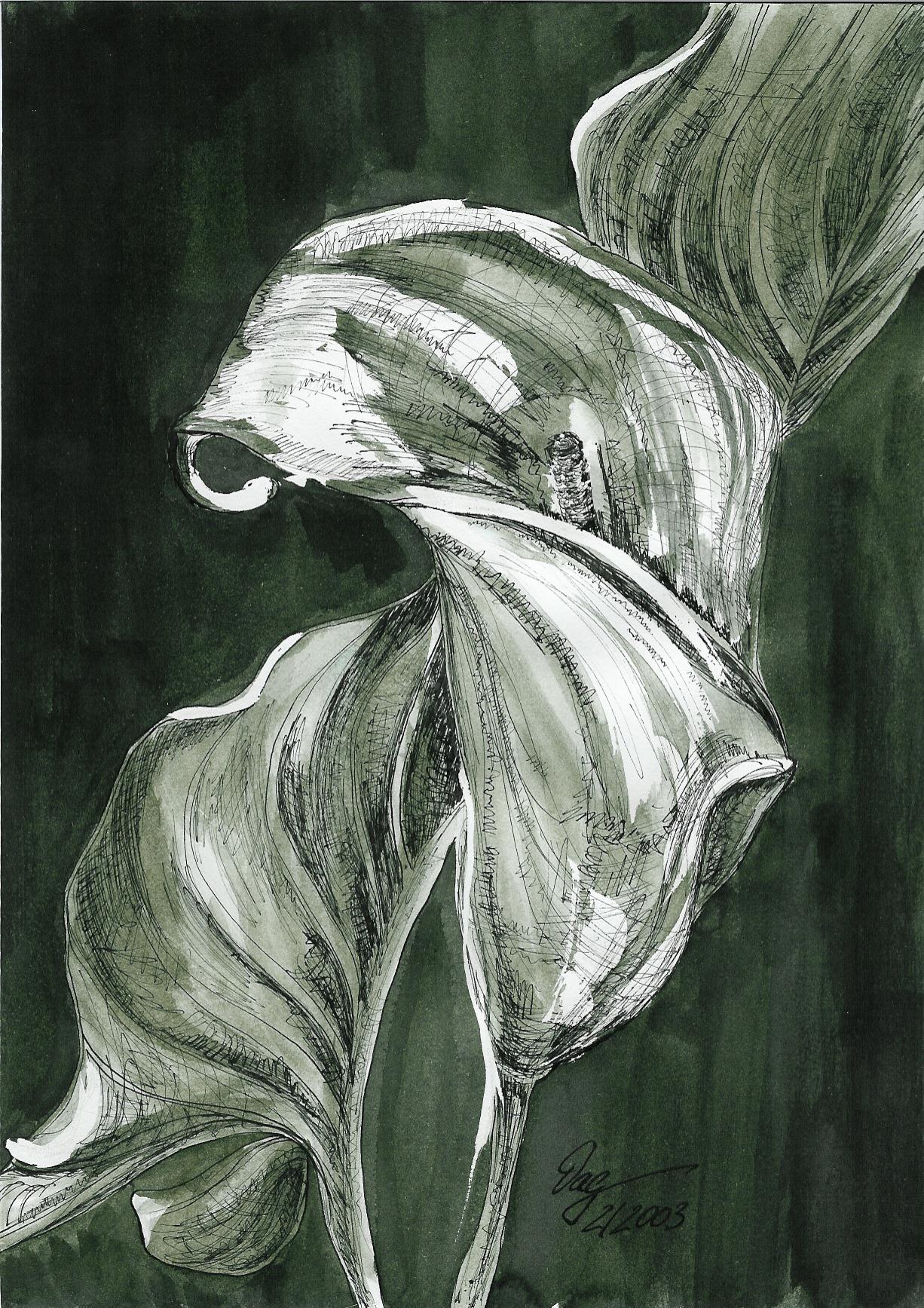 Calla