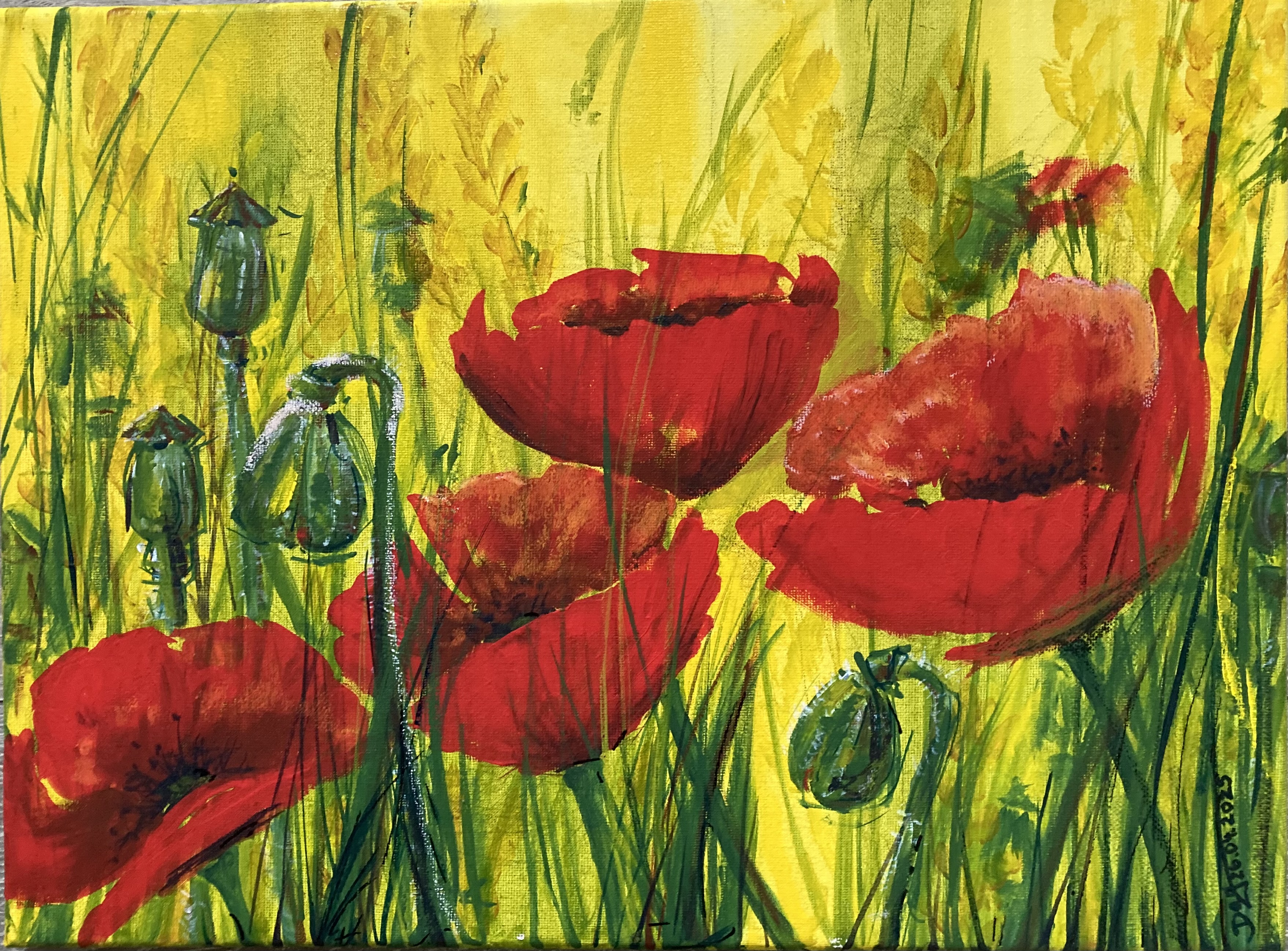Klatschmohn