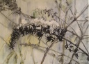 Sommerflieder im Winter