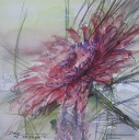 Aster