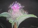 Distel