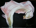 Calla