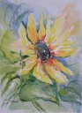 Sonnenblume
