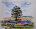 Landschaft MV
