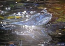 Frosch