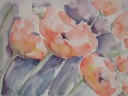 Mohnblumen