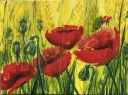 Klatschmohn