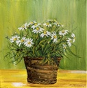 Margeriten