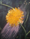 Butterblume