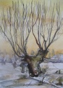 Weiden im Winter