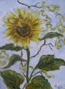 Sonnenblume